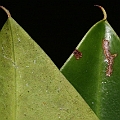 Possible Rhizophora x annamalayana (hybrid between mucronata and apiculata) near Chinamans Creek. Not yet confirmed.<br />Canon KDX (400D) + EFS60 F2.8 + SPEEDLITE 380EX